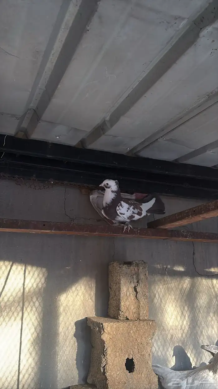 حمام رقاص منتج شرط 2