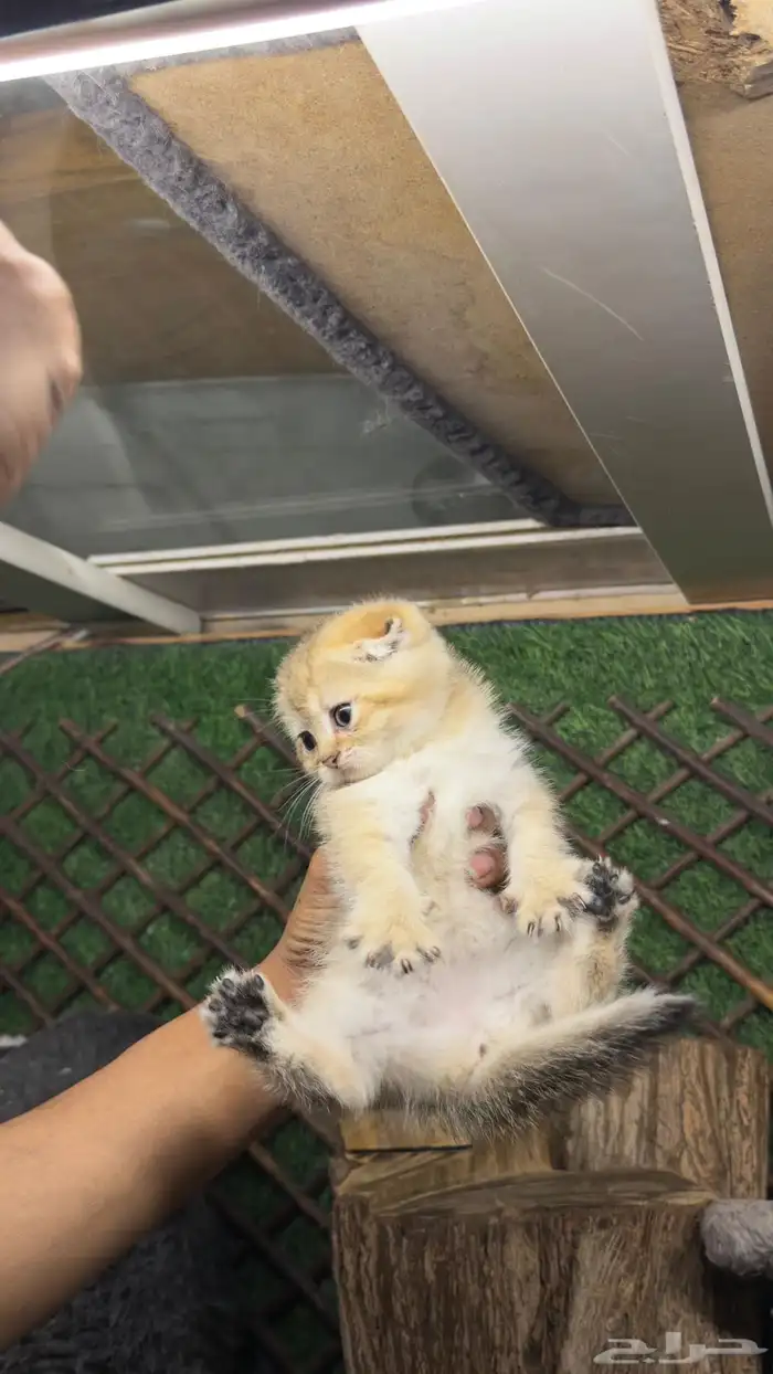 قطط سكواتش بيور 4