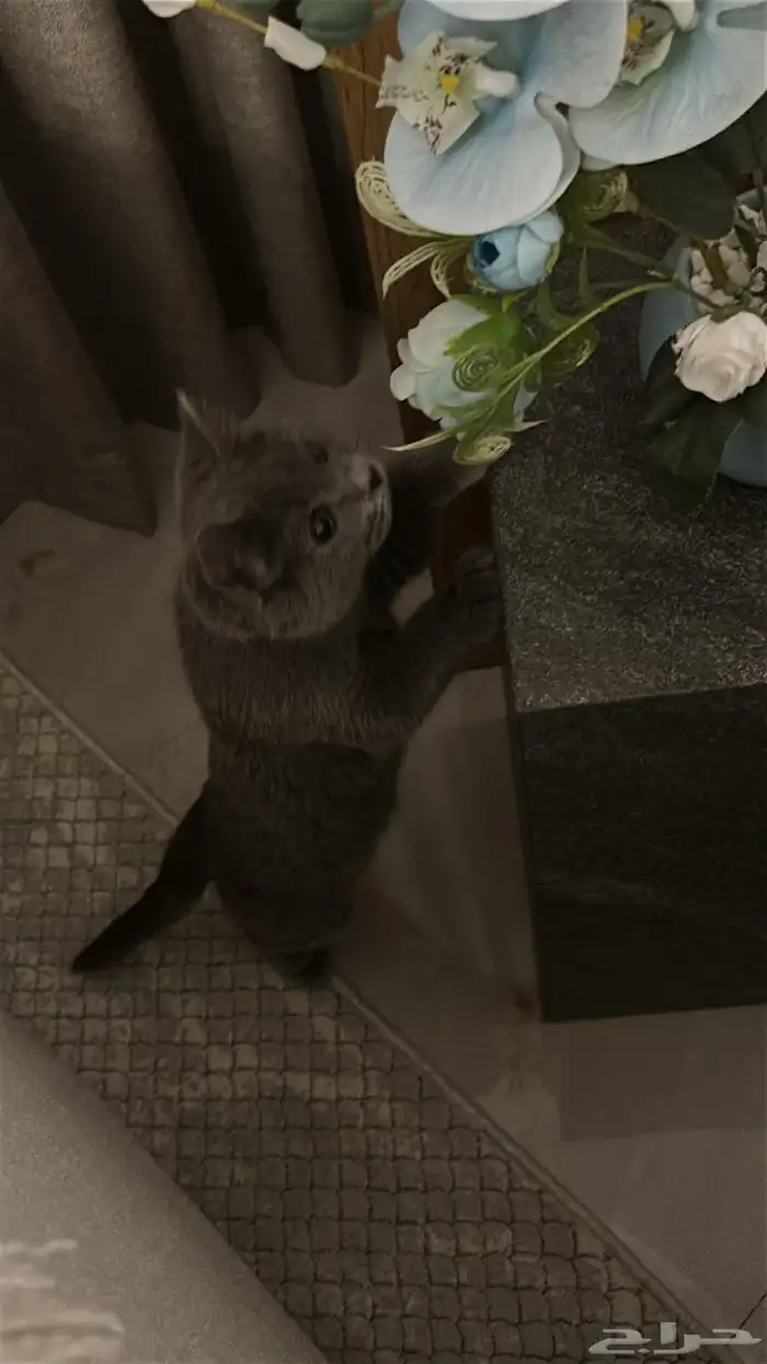 قطوه لتبني 2