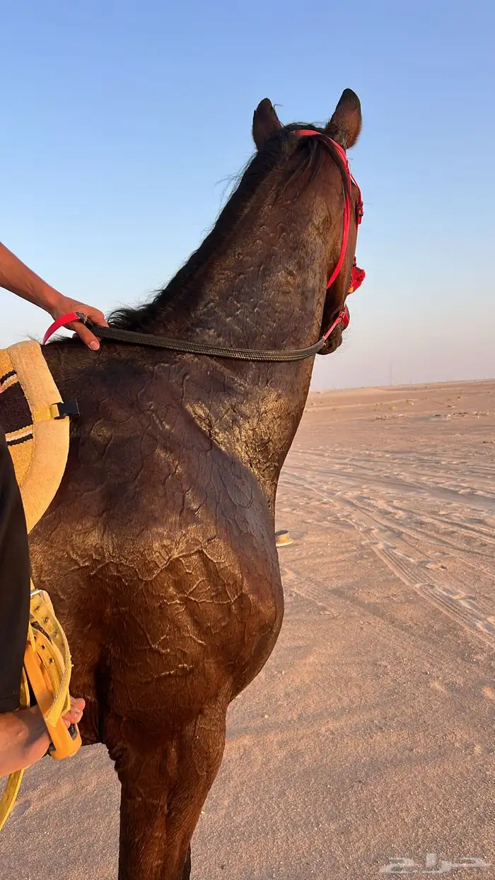 حصان انقليزي 3