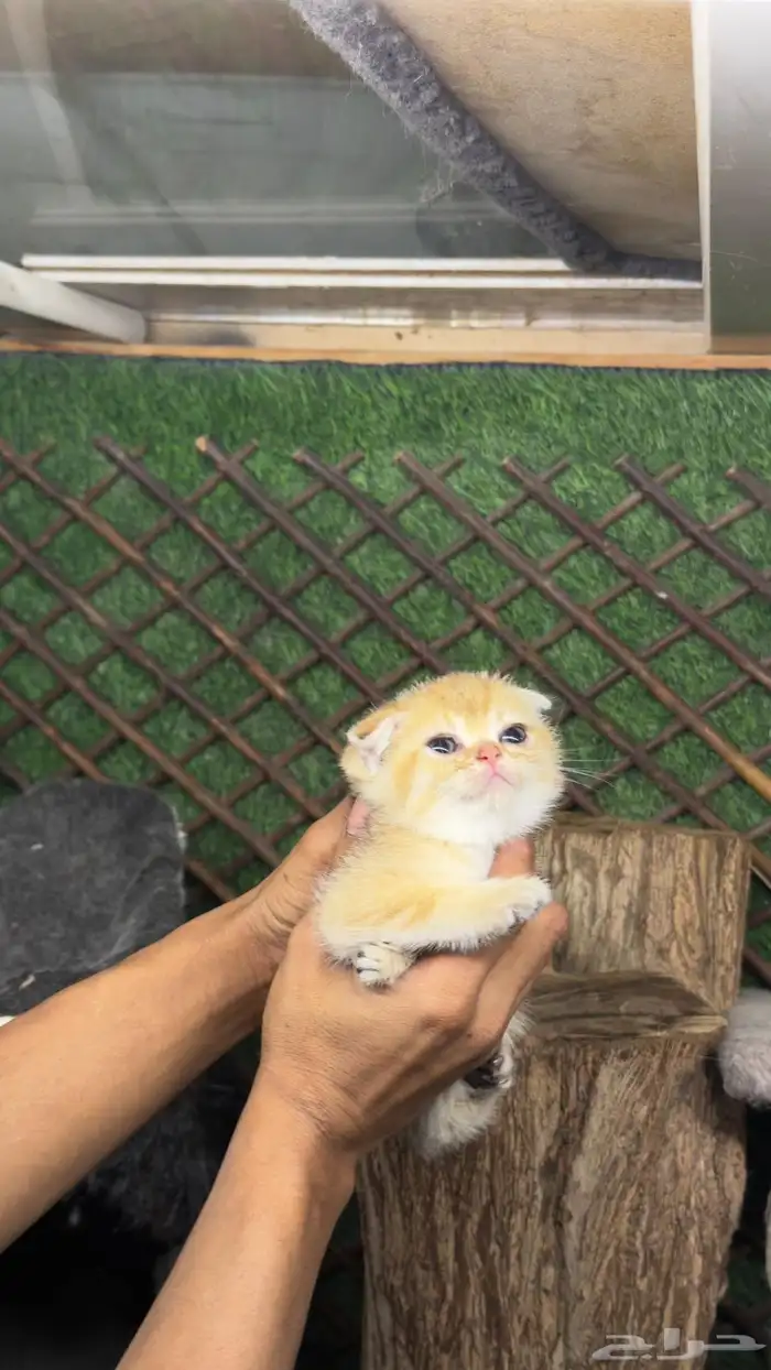 قطط سكواتش بيور 6