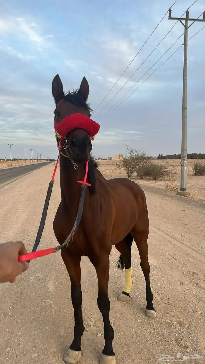 حصان انقليزي 1