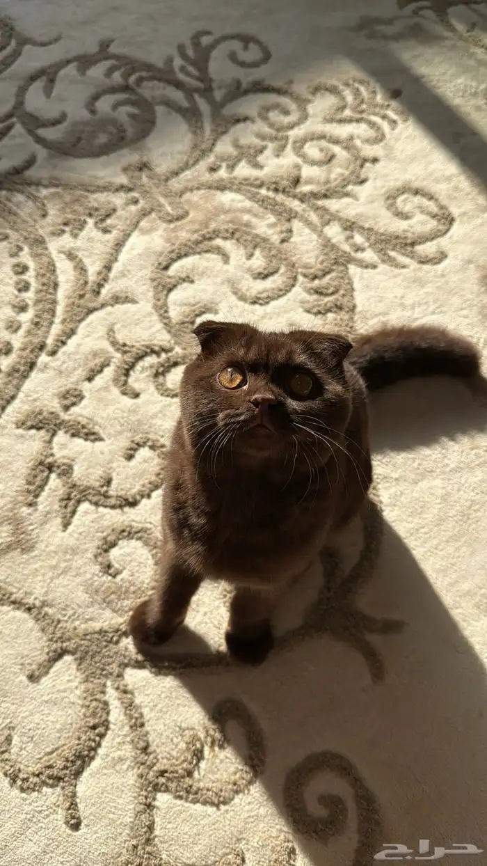 سكوتش فولد 2