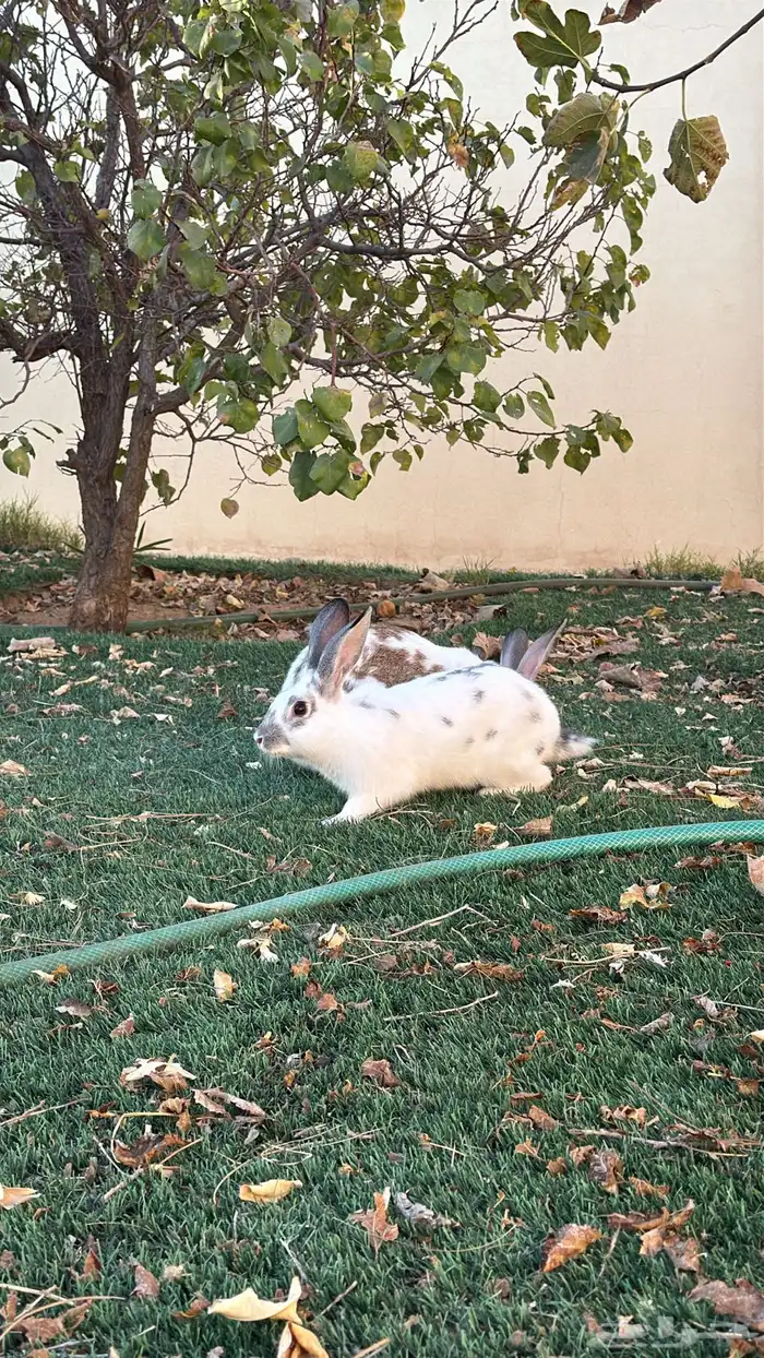 أرانب ايطالي للبيع 0