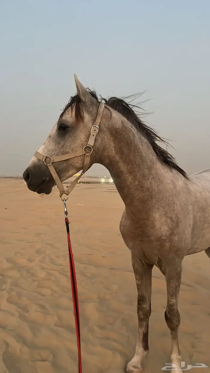 خيل للبيع - حصان ( الحد 2900 ) 0