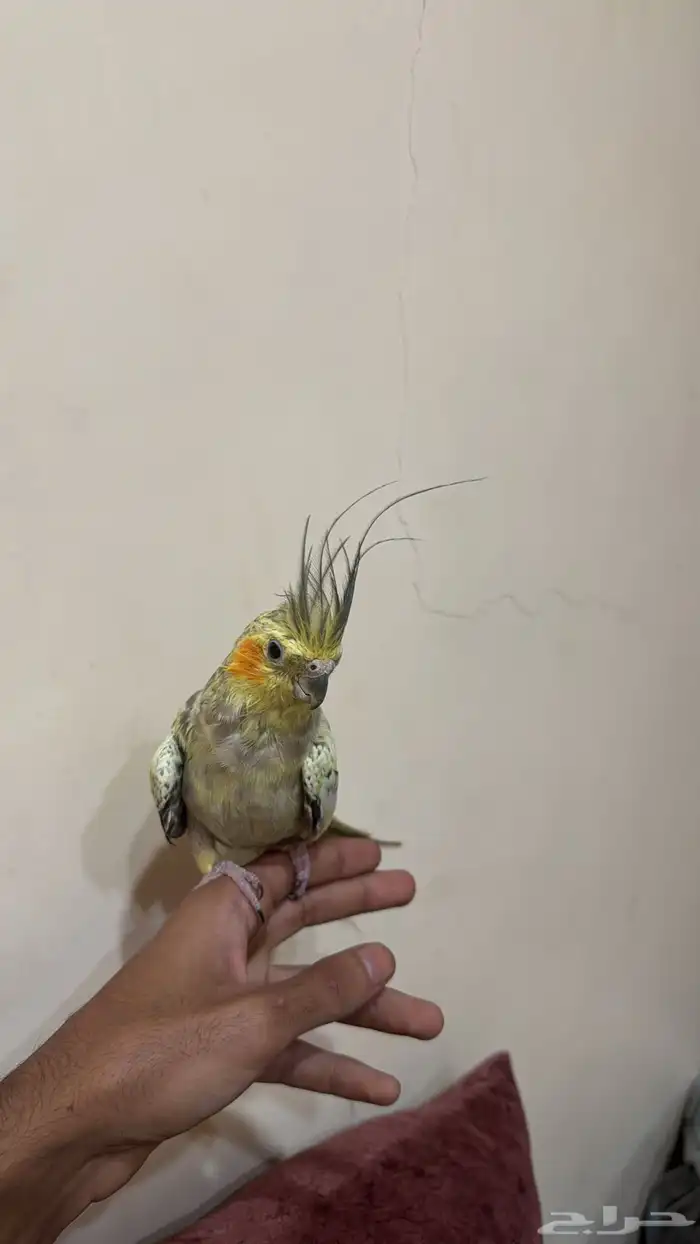 كروان انثى 1