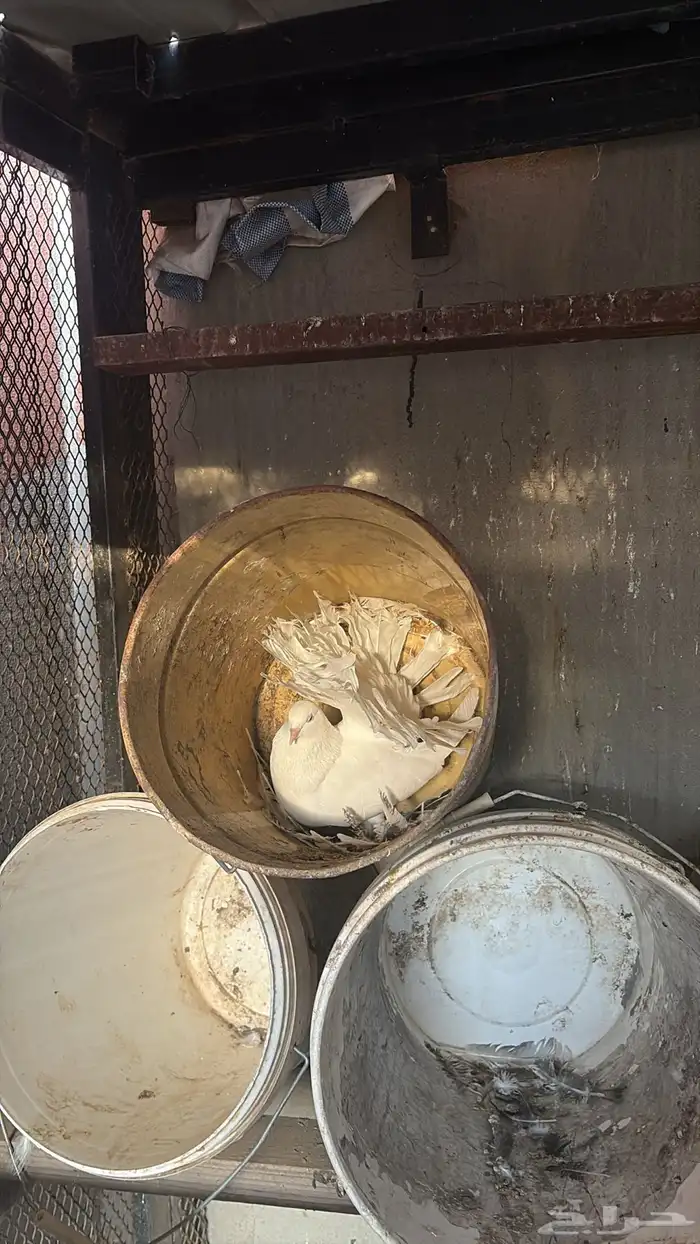 حمام رقاص منتج شرط 0