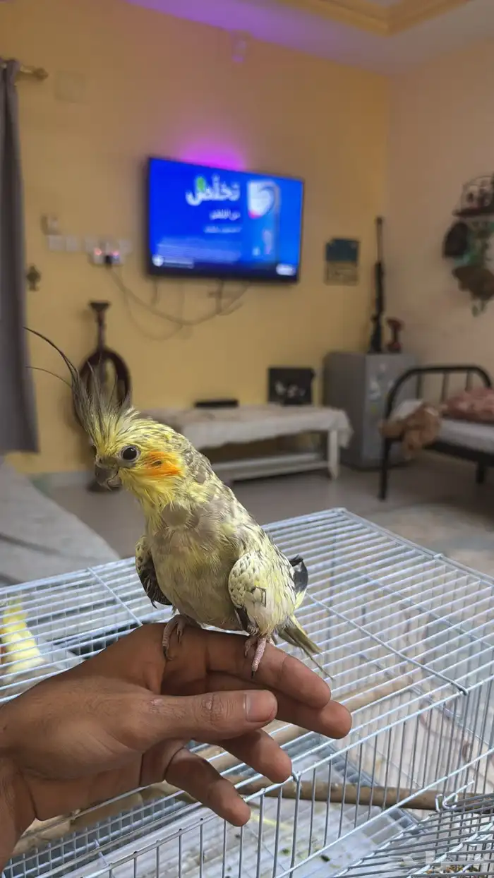 كروان انثى 2