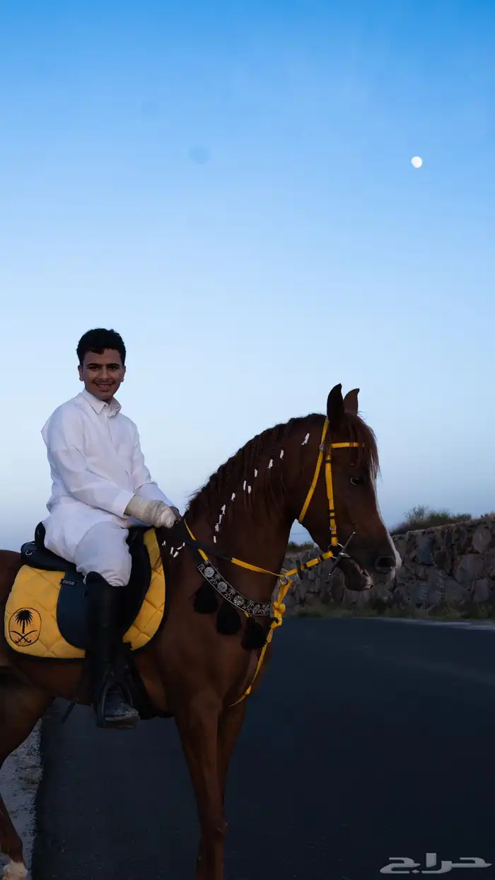 فرس شعبيه شيخه 2