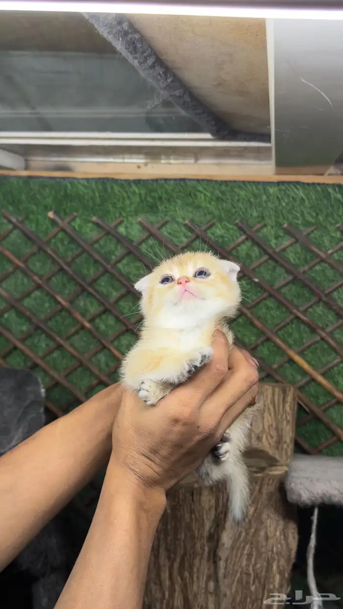 قطط سكواتش بيور 8