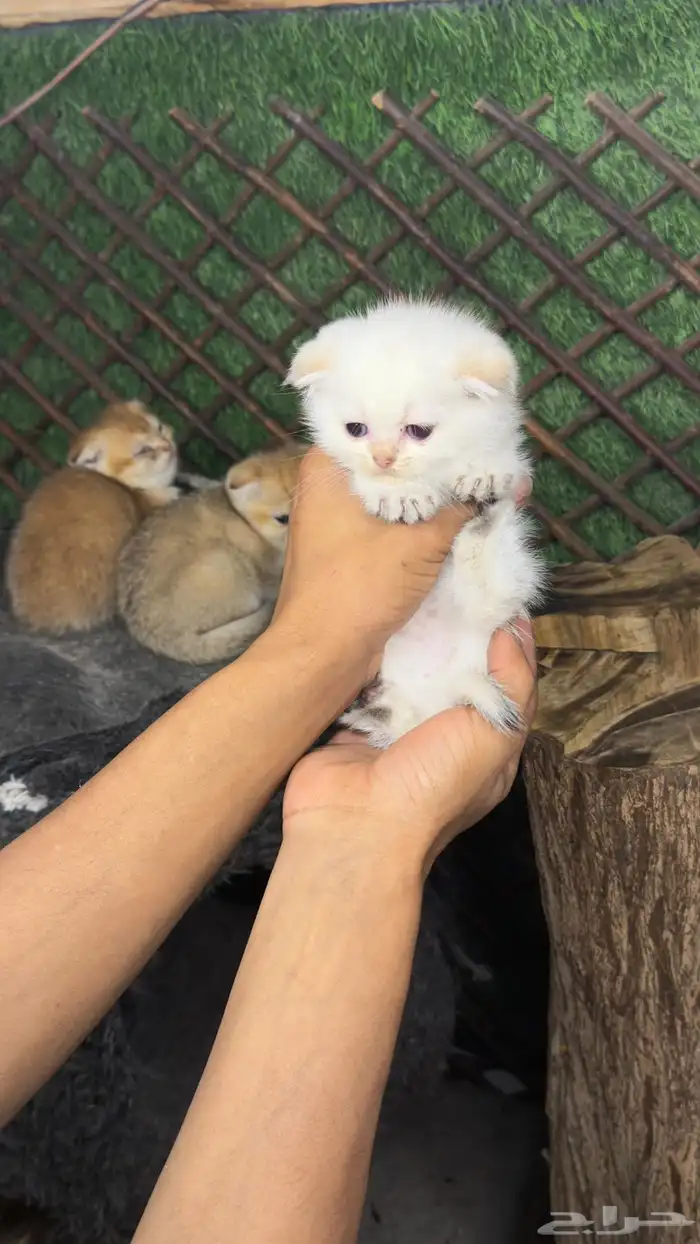 قطط سكواتش بيور 9