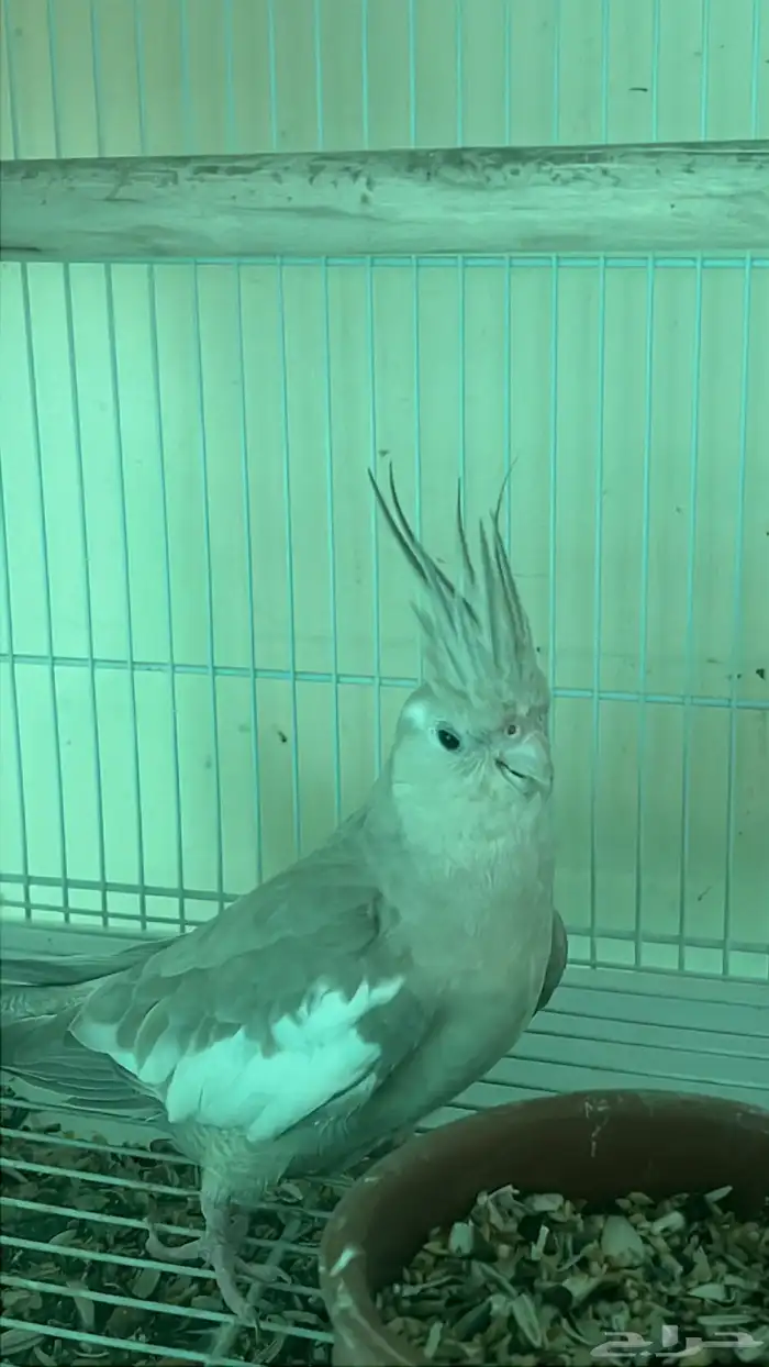 زوج كروان هولندي 3