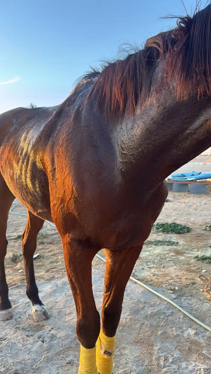 حصان انجلينزي سسباق سسرعه 1