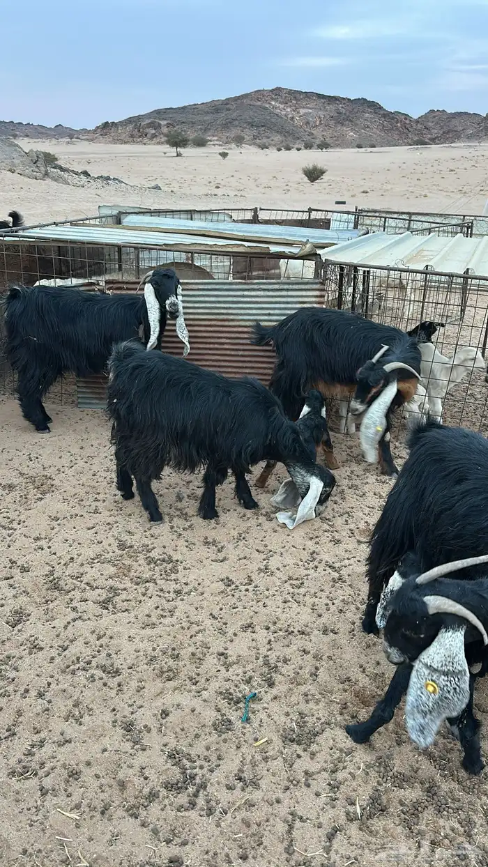 خلفات للبيع 0