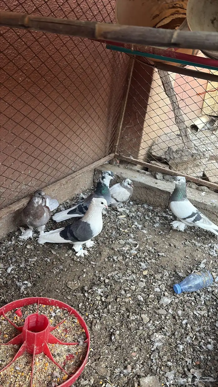 حمام رقاص منتج شرط 3