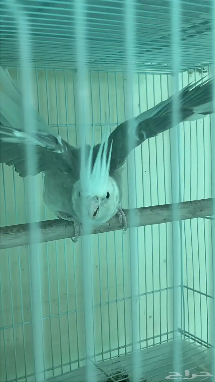 زوج كروان هولندي 2