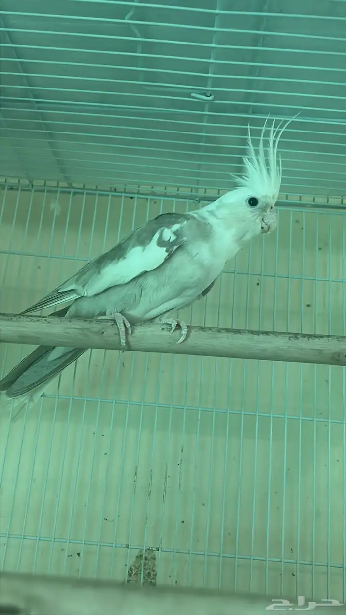 زوج كروان هولندي 1