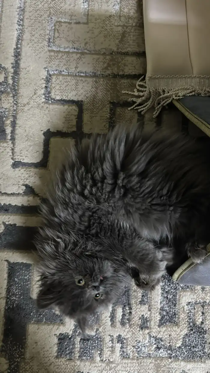 قطة كتن للتبني 1