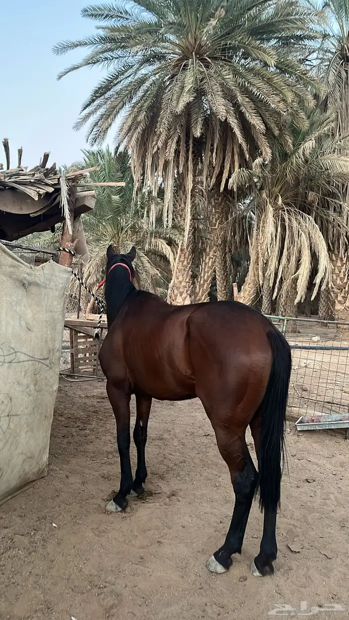 حصان انقليزي 2