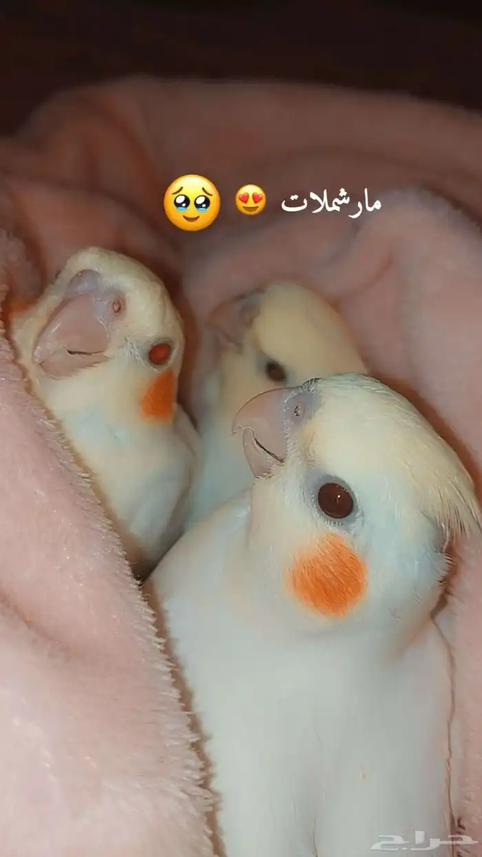 فروخ كروان لاتينو 3