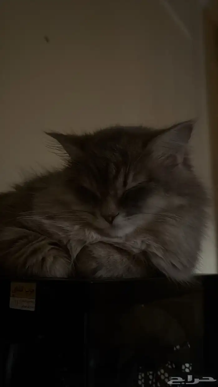 قطوة للتبني 5