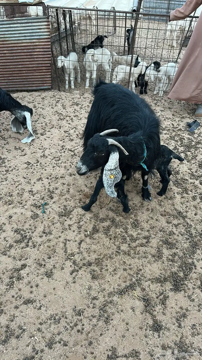 خلفات للبيع 1