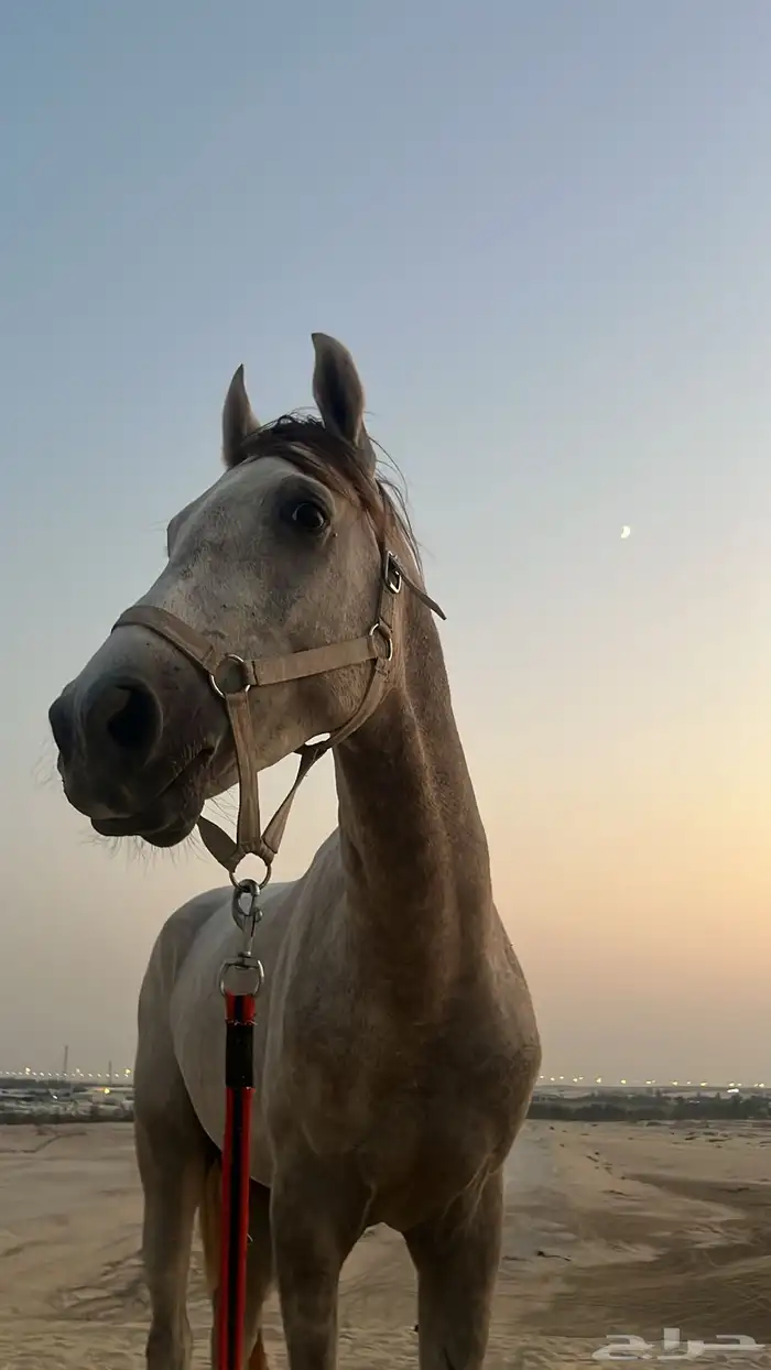 خيل للبيع - حصان ( الحد 2900 ) 1