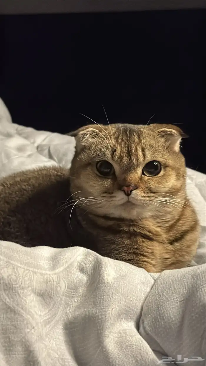 قطه سكوتش فولد طالبه تزاوج 4