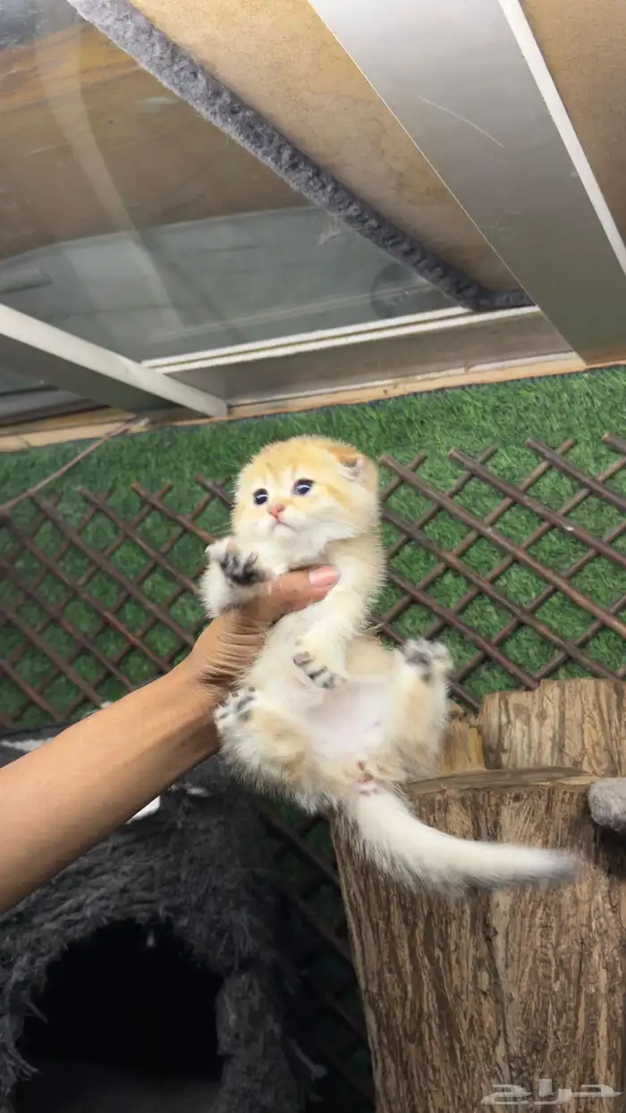 قطط سكواتش بيور 0