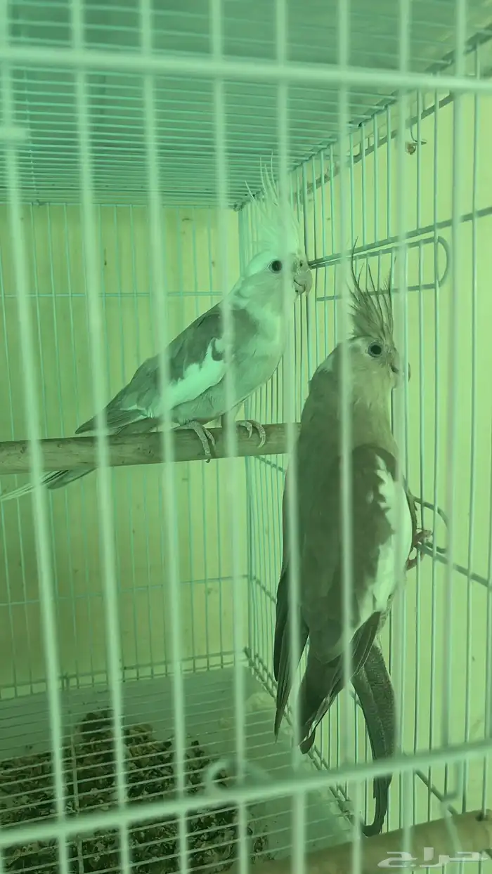 زوج كروان هولندي 0