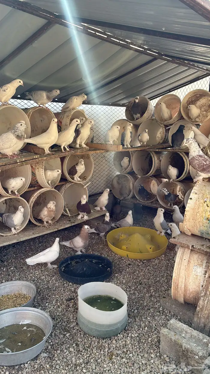 للبيع حمام مشكل 0