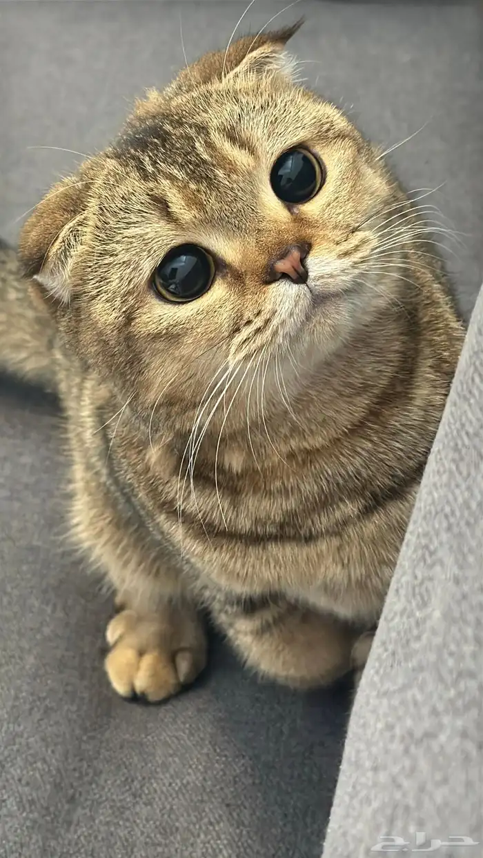 قطه سكوتش فولد طالبه تزاوج 1