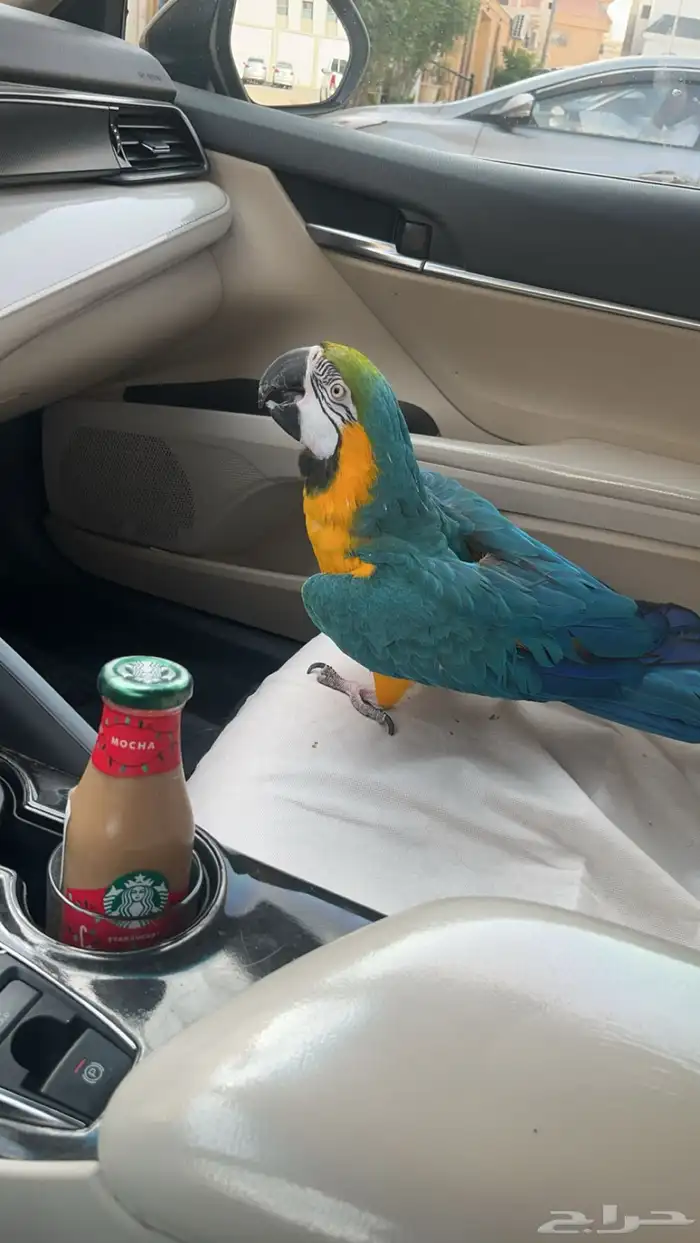 ترويض وتوليف الببغاوات 1