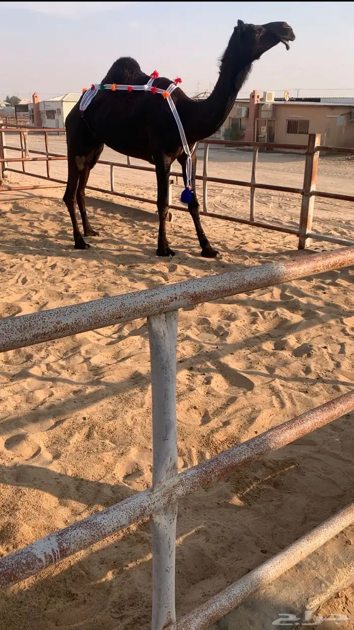 عشراء ضروبه ثنيه في راسهاء سلم شرط 1