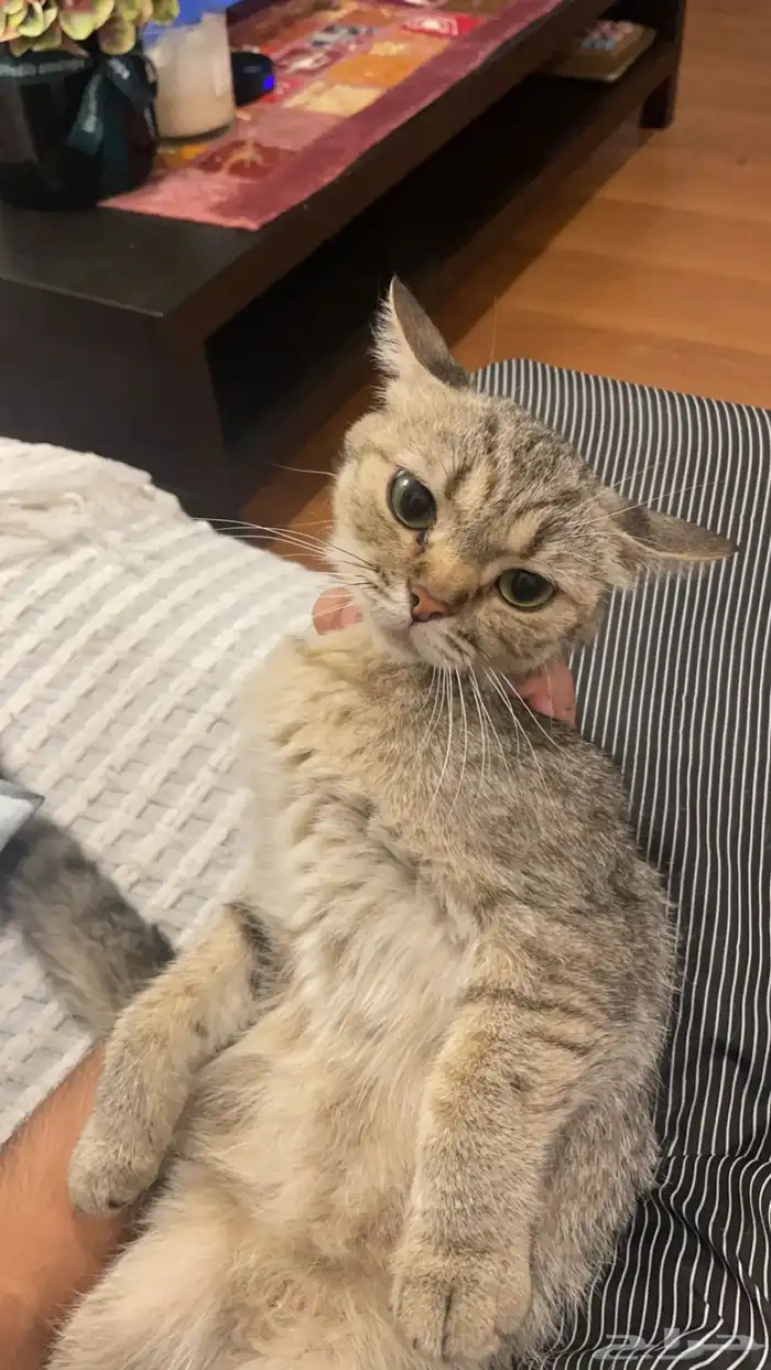 قطة للتبني 0