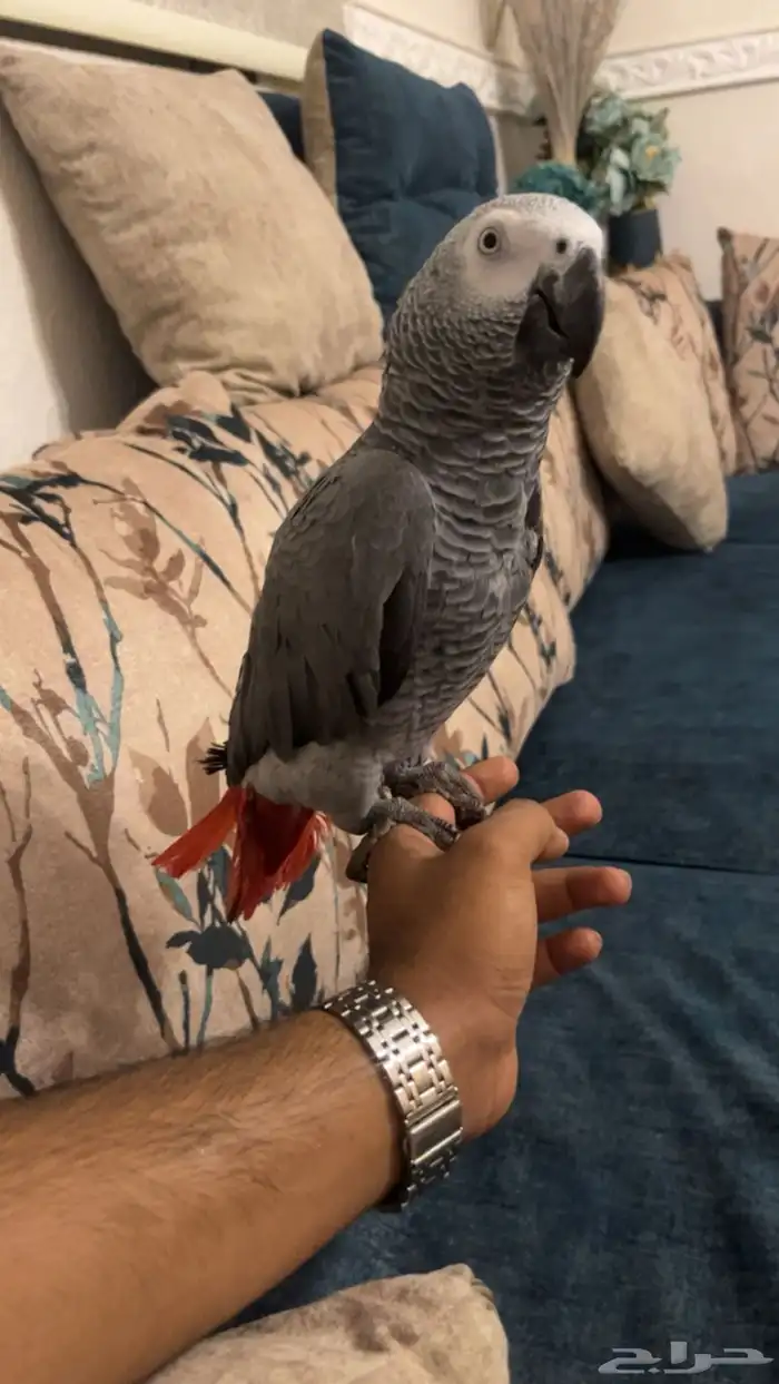 ترويض وتوليف الببغاوات 2