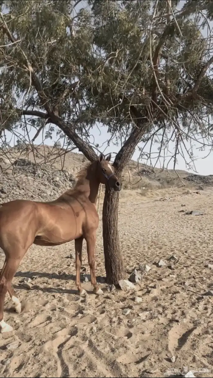 فرس شعبيه للبيع 0