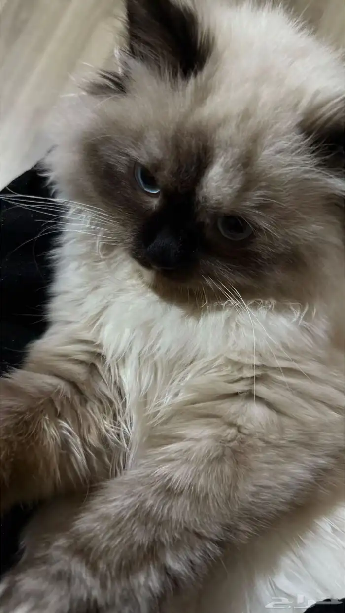 قطه هملايا للبيع 1