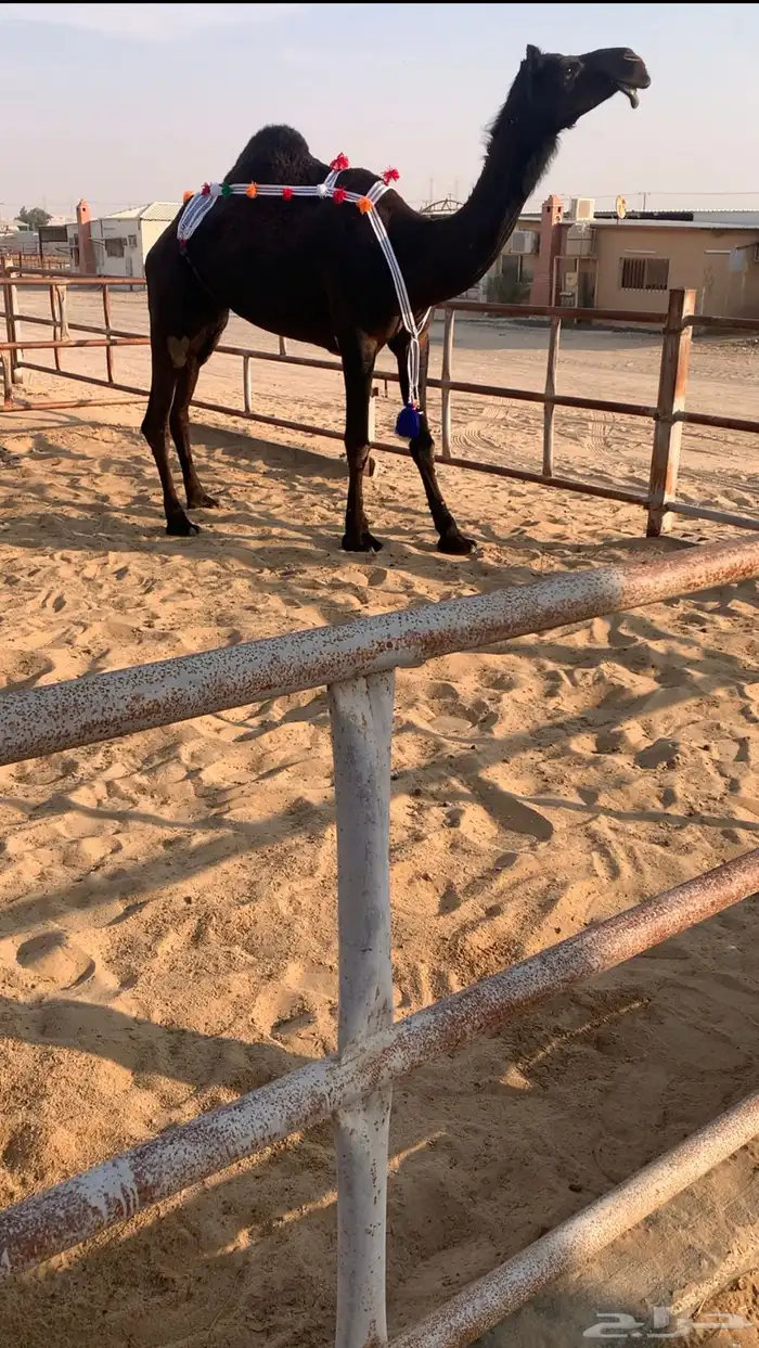 عشراء ضروبه ثنيه في راسهاء سلم شرط 0