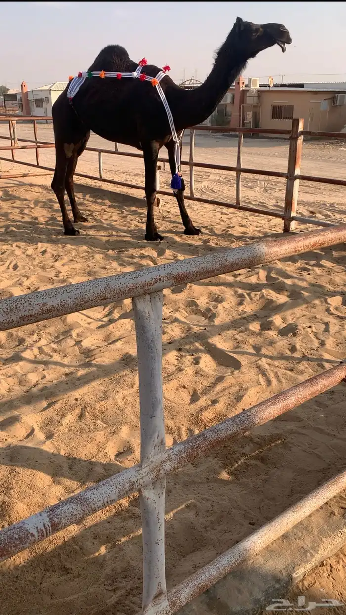 عشراء ضروبه ثنيه في راسهاء سلم شرط 2