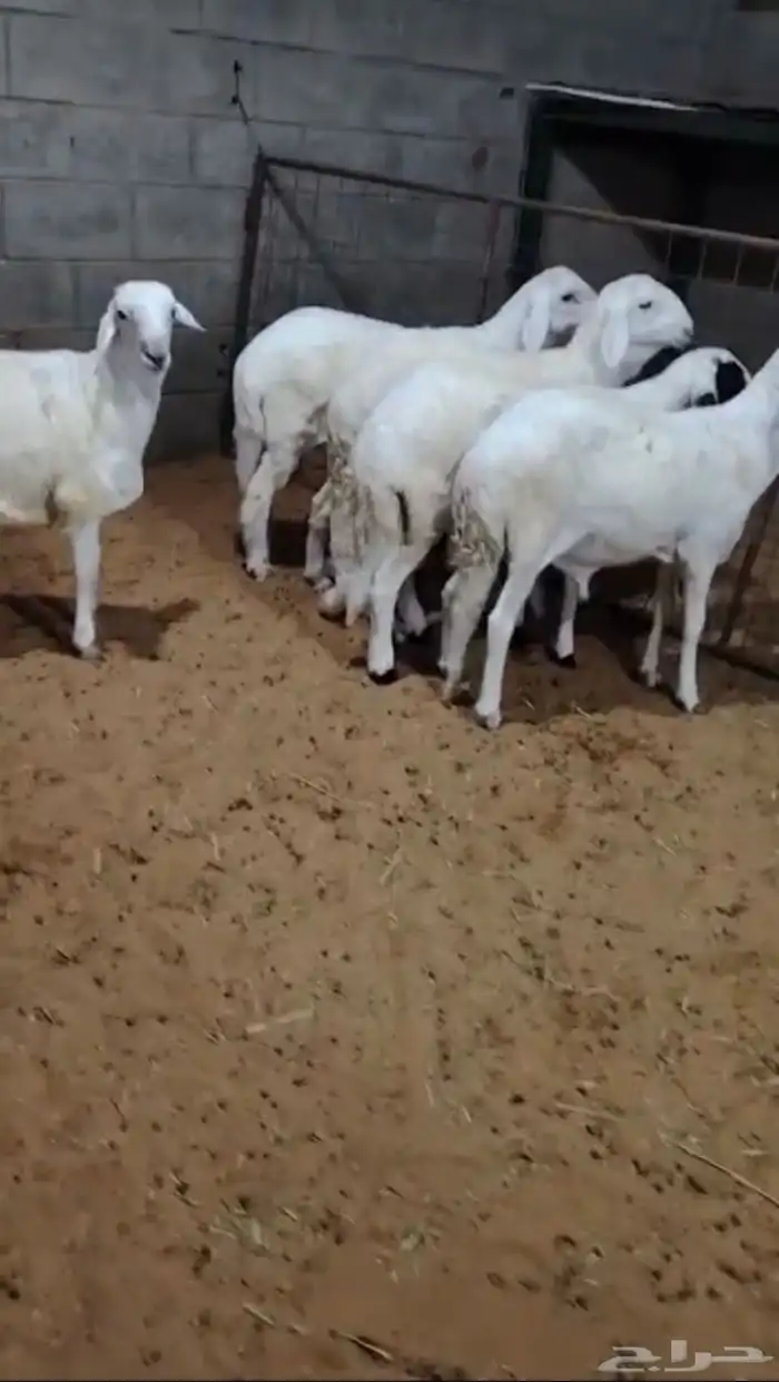 سواكن مرابي 0