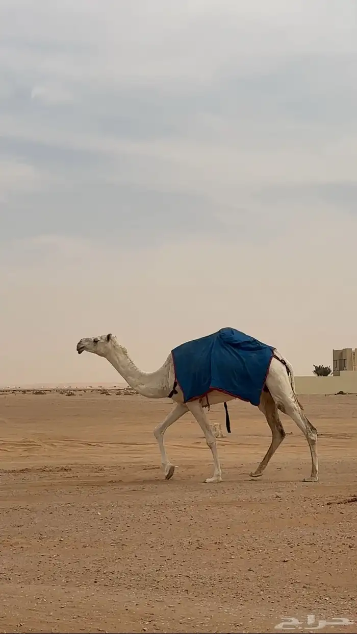 ناقه وضحا ضريبه 0