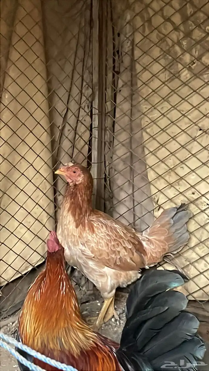 دجاجة للبيع 1