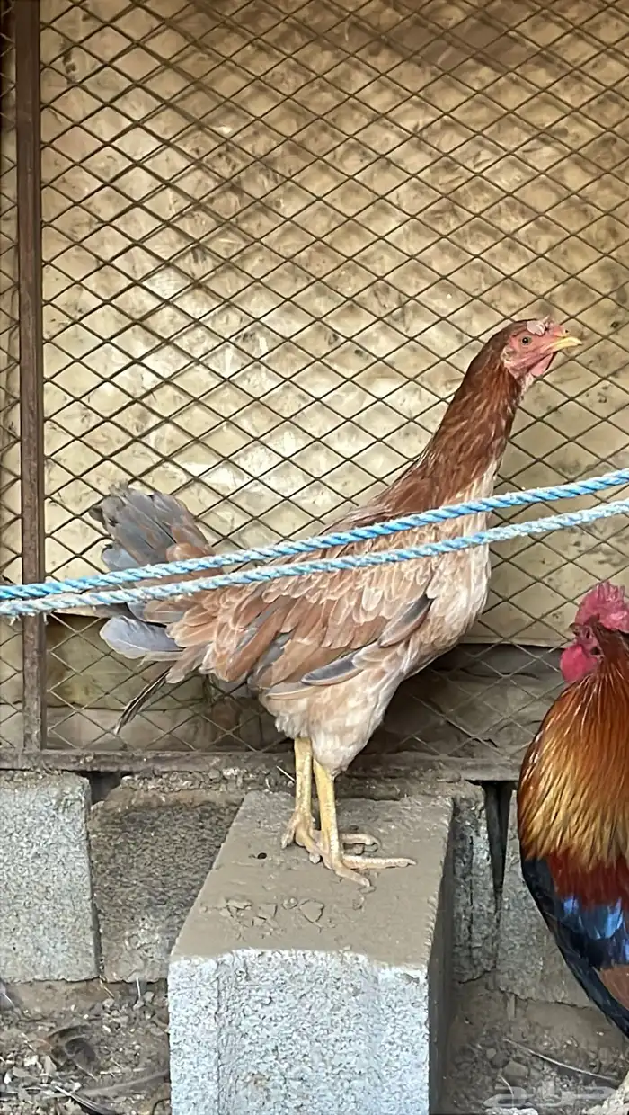 دجاجة للبيع 2