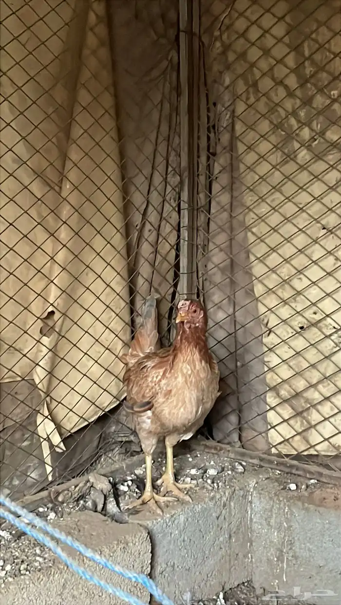 دجاجة للبيع 3