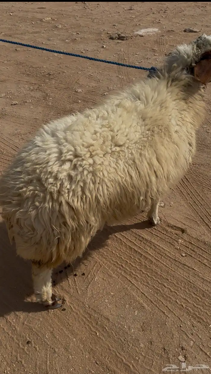 رخل نعيميه ذبيحه 2