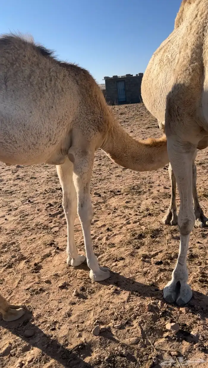 حاشي عمر 7شهور على حليب وبرسيم 1