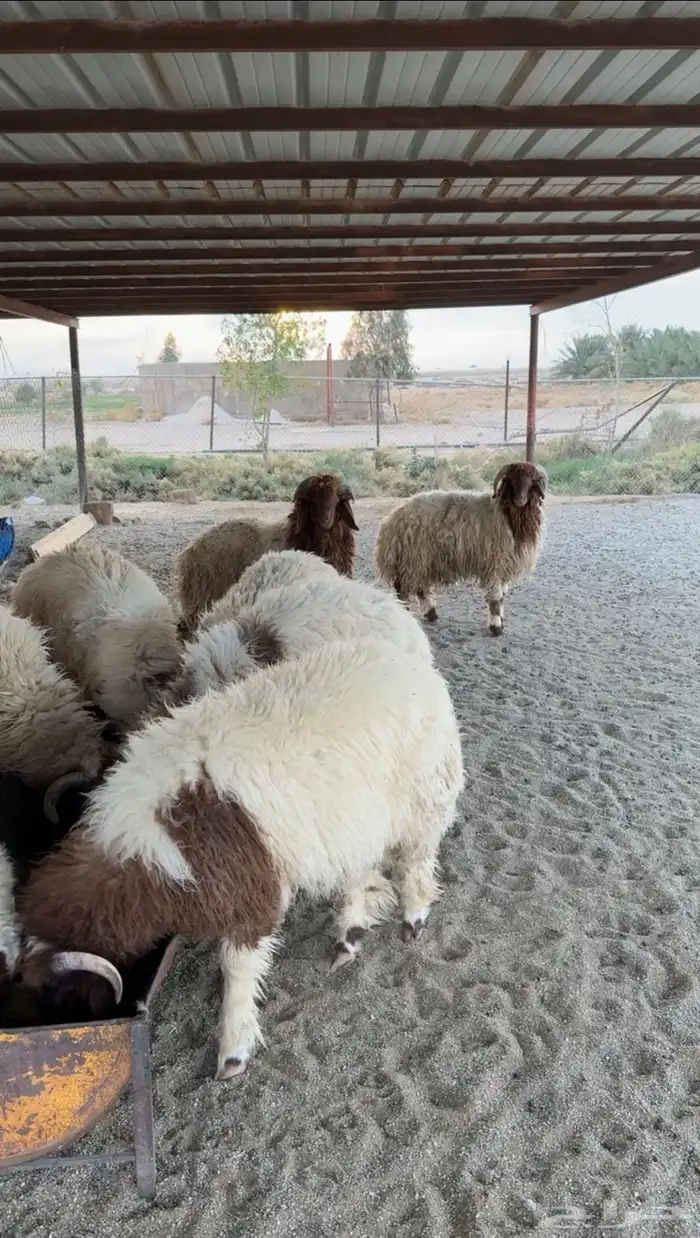 طليان نعيم جذعان مغلقه شحم 1