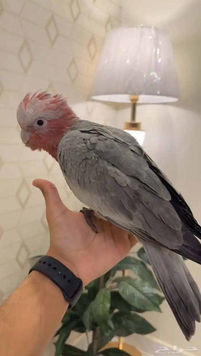 كوكاتو قالا اليفه جدا 1