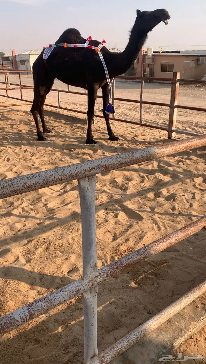 عشراء ضروبه ثنيه في راسهاء سلم شرط 3